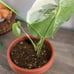Monstera Albo