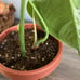 Monstera Albo