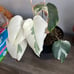 Monstera Albo