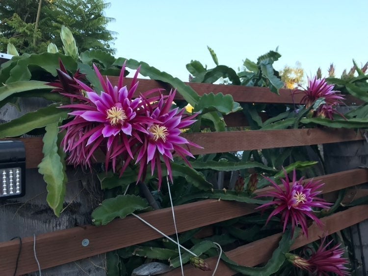 7 dragon fruit cuttings