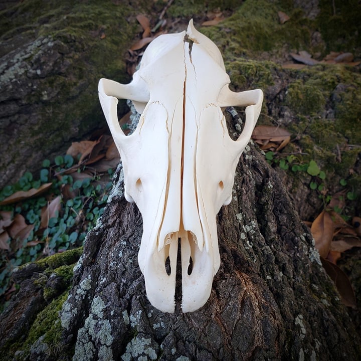 Real Grey Wolf Skull - Craft Quality