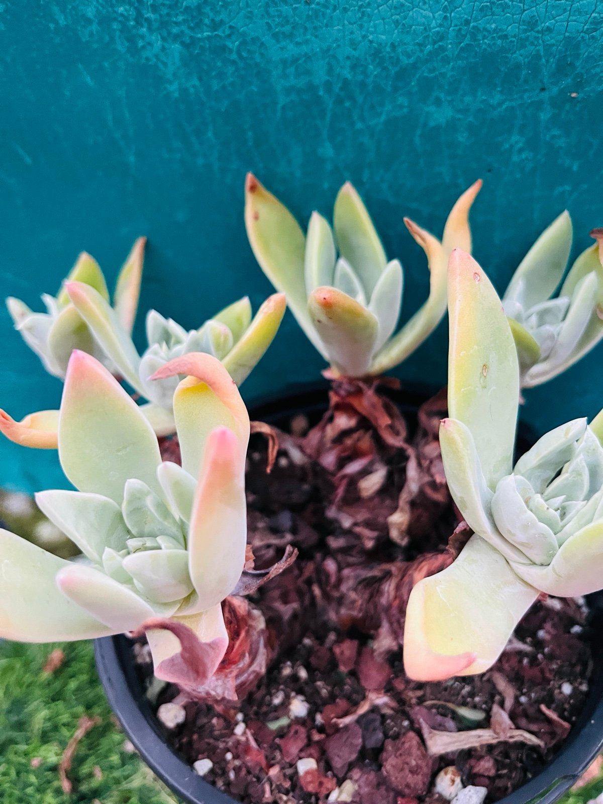 Rare Dudleya Farinosa cluster old trunk live Rooted , get 2 free succulents cutt