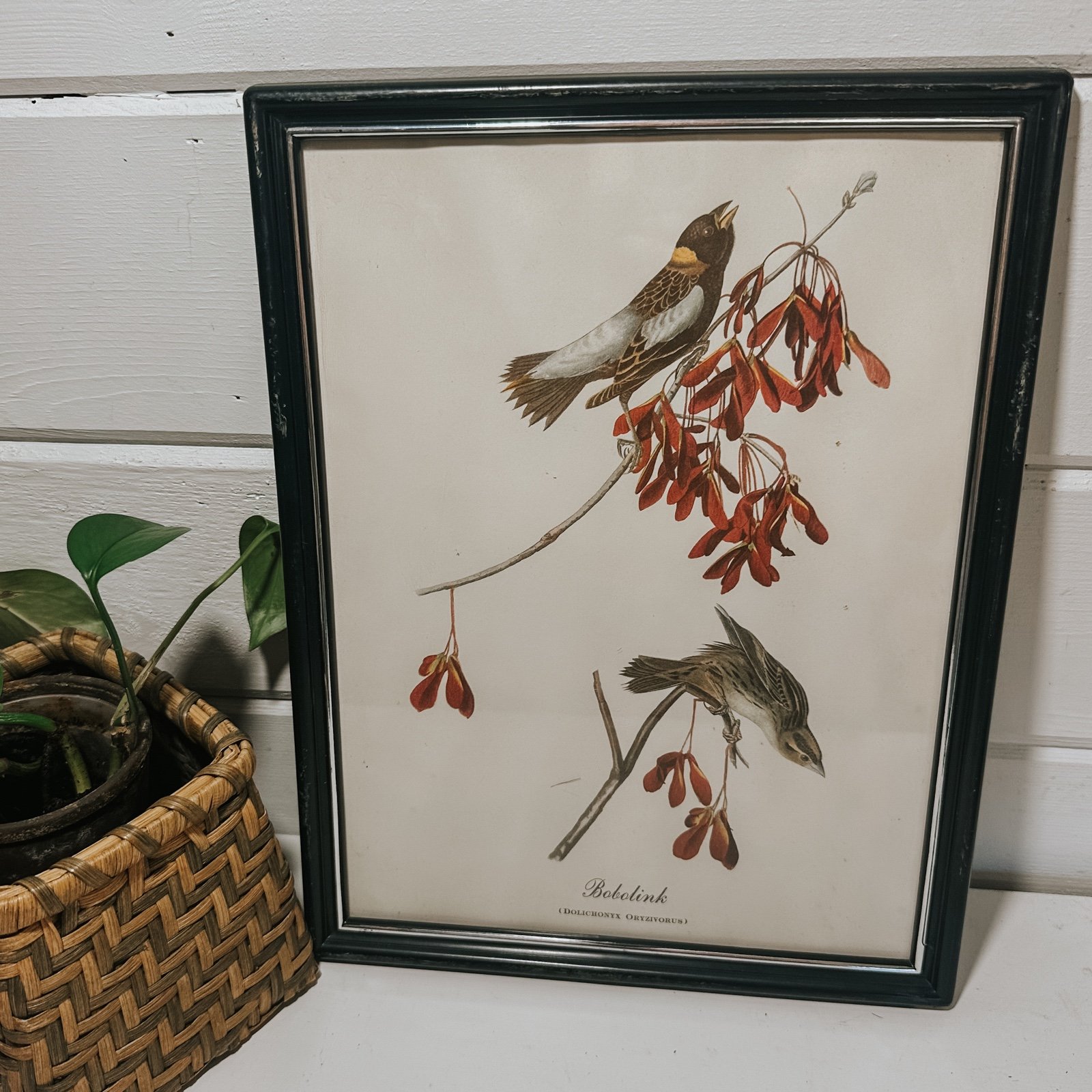 Vintage Bird Print Framed Wall Hanging | Gallery Wall