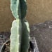 Cereus Peruvianus Night Blooming Tree Cactus 11” Tall #11W