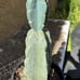 Cereus Peruvianus Night Blooming Tree Cactus 11” Tall #11W