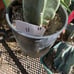 Cereus Peruvianus Night Blooming Tree Cactus 11” Tall #11W