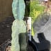 Cereus Peruvianus Night Blooming Tree Cactus 11” Tall #11W