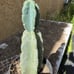 Cereus Peruvianus Night Blooming Tree Cactus 11” Tall #11W