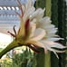 Cereus Peruvianus Night Blooming Tree Cactus 11” Tall #11W