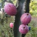 Cereus Peruvianus Night Blooming Tree Cactus 11” Tall #11W