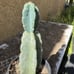 Cereus Peruvianus Night Blooming Tree Cactus 11” Tall #11W