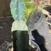 Cereus Peruvianus Night Blooming Tree Cactus 11” Tall #11W