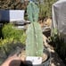 Cereus Peruvianus Night Blooming Tree Cactus 11” Tall #11W