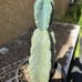 Cereus Peruvianus Night Blooming Tree Cactus 11” Tall #11W