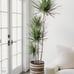 Versailles Woven Planter Basket- Bohemian Wicker Indoor Plants Basket, Woven Hom