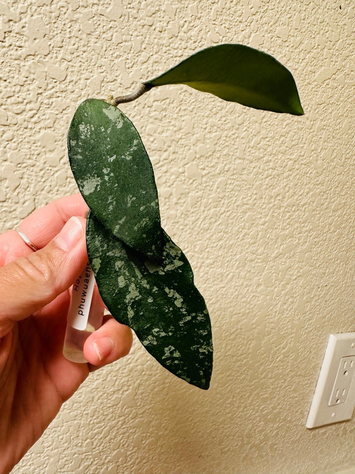 Hoya Phuwuaensis