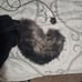 pup ears tail and free collar