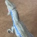Jurassic World Super Colossal Velociraptor Blue