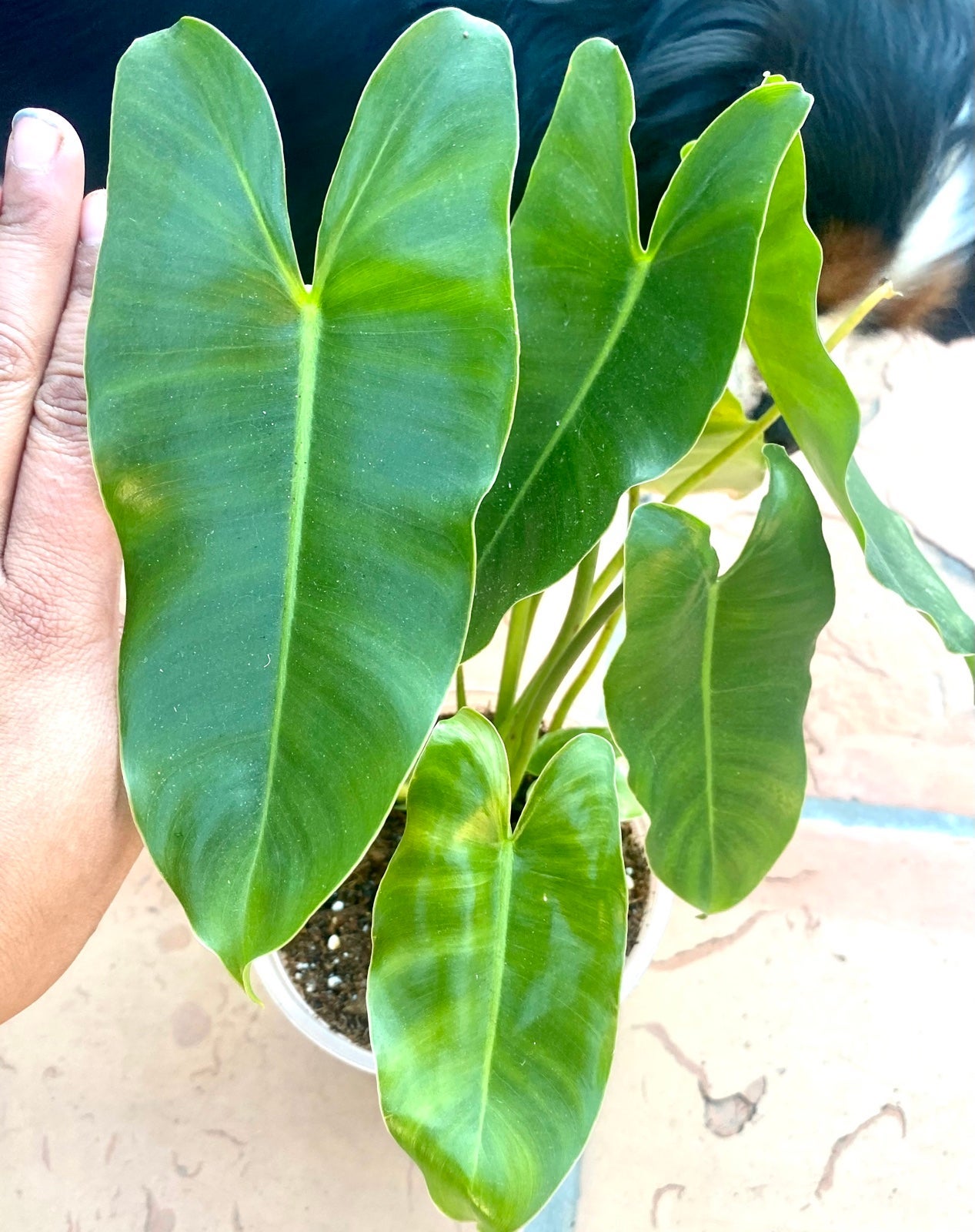 Philodendron burle marx mature rooted plant!