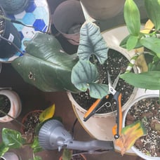 Rare Alacasia Nubula Elaine