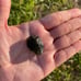 Moldavite