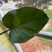 philodendron PINK princess