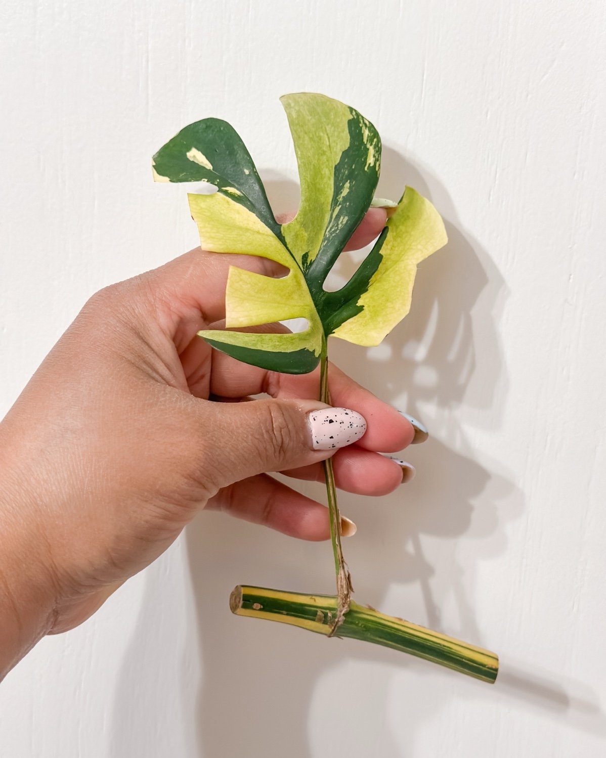 Variegated Mini Monstera