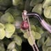 Pandora Briolette Amethyst Pendant Necklace