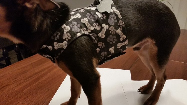 dog harness