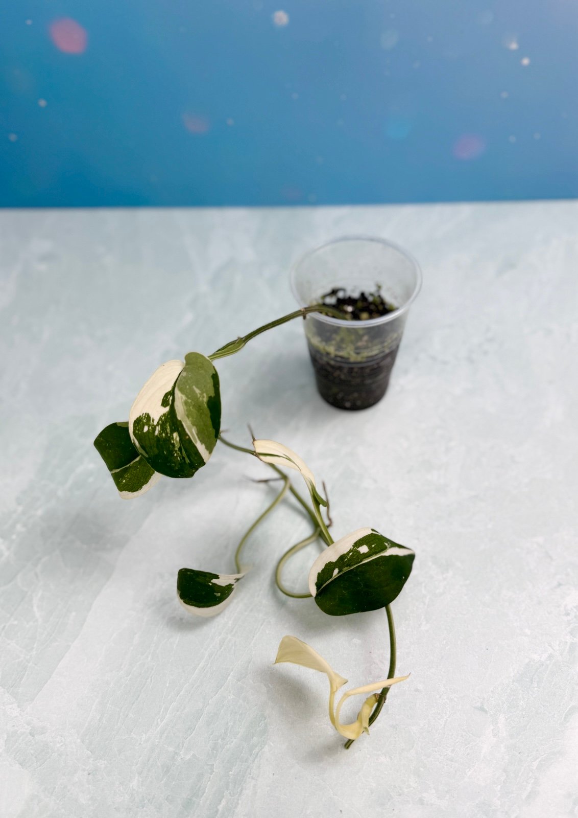 Scindapsus Halimoon variegated