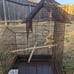 COCKATIEL HABITAT CAGE