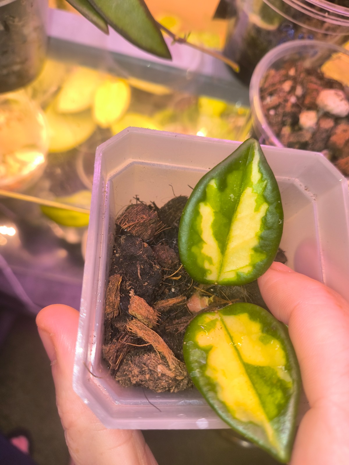Hoya Marlea / price includes 2 day air shipping