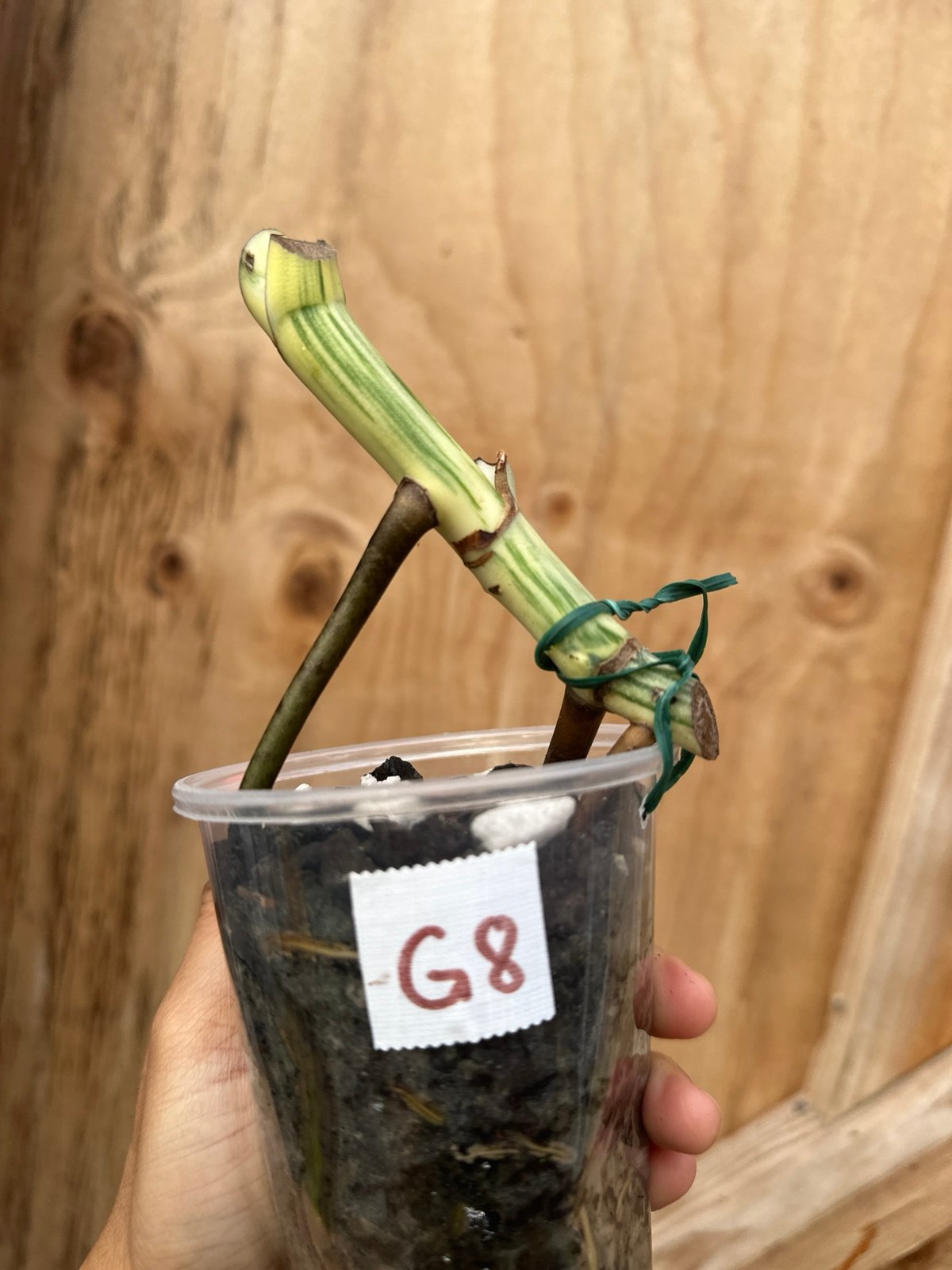 G8 Highly Variegated Monstera Albo rooted