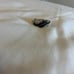 Diamond and black diamond ring