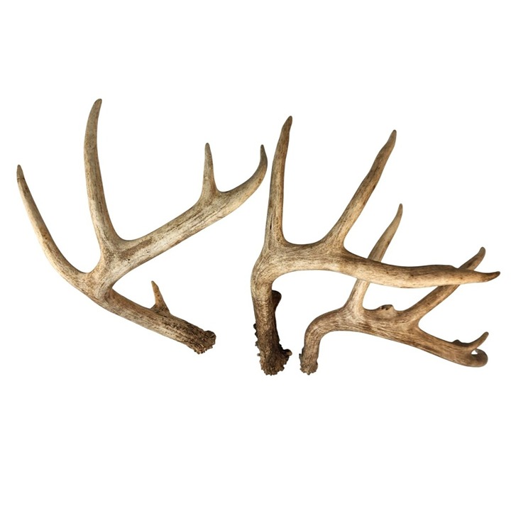 Set Of 3 Whitetail Deer Antler Sheds For Crafts & Decor
