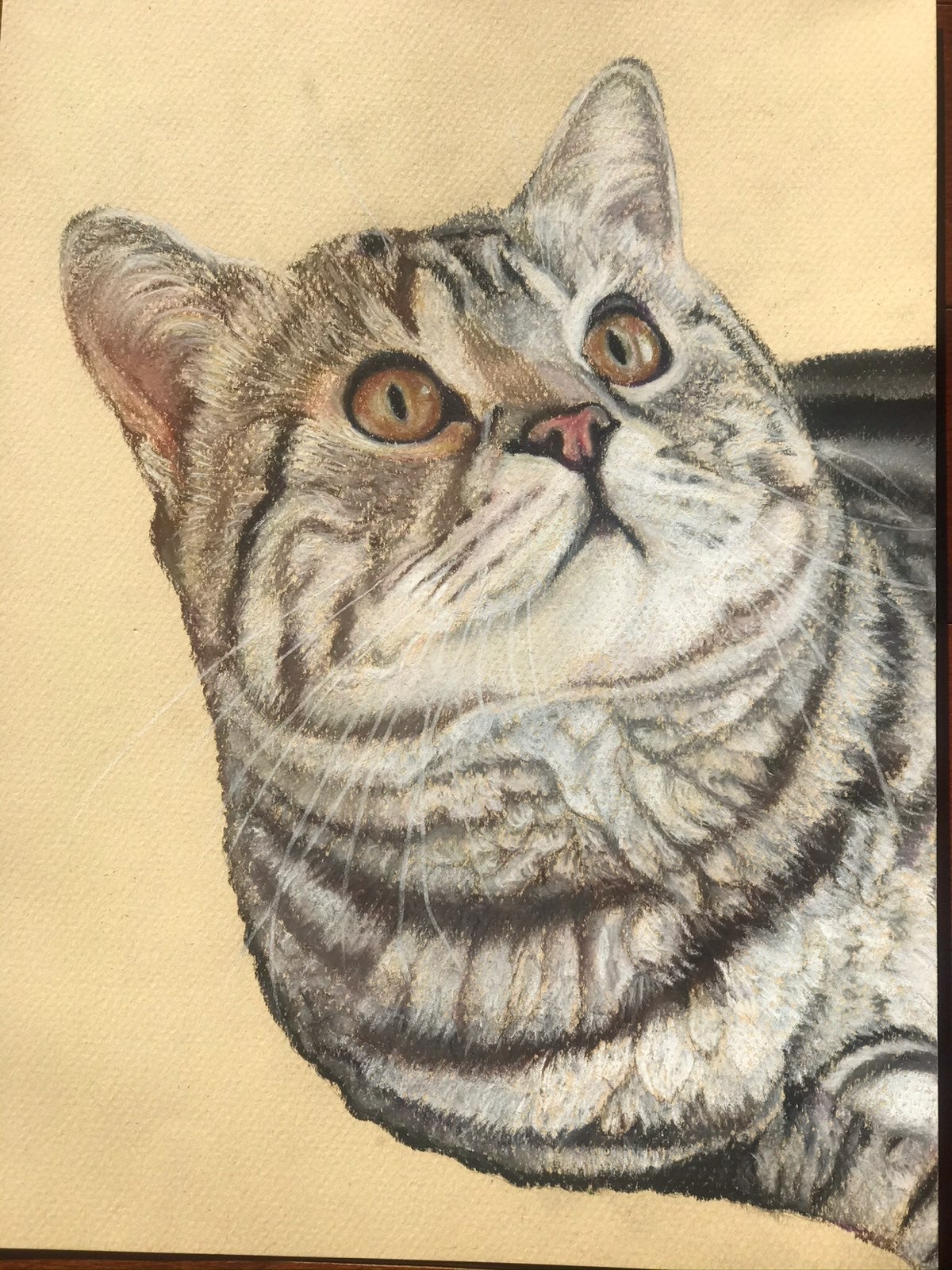 Original pastel drawing of cat