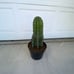XXL Cereus Peruvianus Cactus