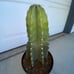 XXL Cereus Peruvianus Cactus