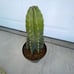 XXL Cereus Peruvianus Cactus