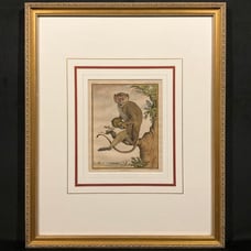 Antique 18th C. Framed Monkey Colored Engraving MALBROUCK By Comte de Buffon