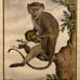 Antique 18th C. Framed Monkey Colored Engraving MALBROUCK By Comte de Buffon