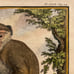 Antique 18th C. Framed Monkey Colored Engraving MALBROUCK By Comte de Buffon