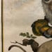 Antique 18th C. Framed Monkey Colored Engraving MALBROUCK By Comte de Buffon