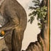 Antique 18th C. Framed Monkey Colored Engraving MALBROUCK By Comte de Buffon