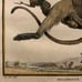 Antique 18th C. Framed Monkey Colored Engraving MALBROUCK By Comte de Buffon