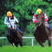 JRA Takarazuka Kinen Jigsaw Puzzle 1000 Pieces, Unopened