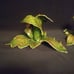 2 Vintage Pat Young Handmade Ceramic Candlestick Holders Florida Leaves