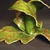 2 Vintage Pat Young Handmade Ceramic Candlestick Holders Florida Leaves