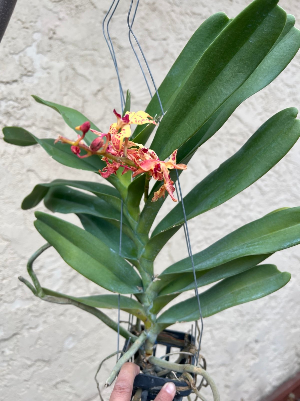 Orchid Renanthera storiei x Rhynchostylis gigantea Alba