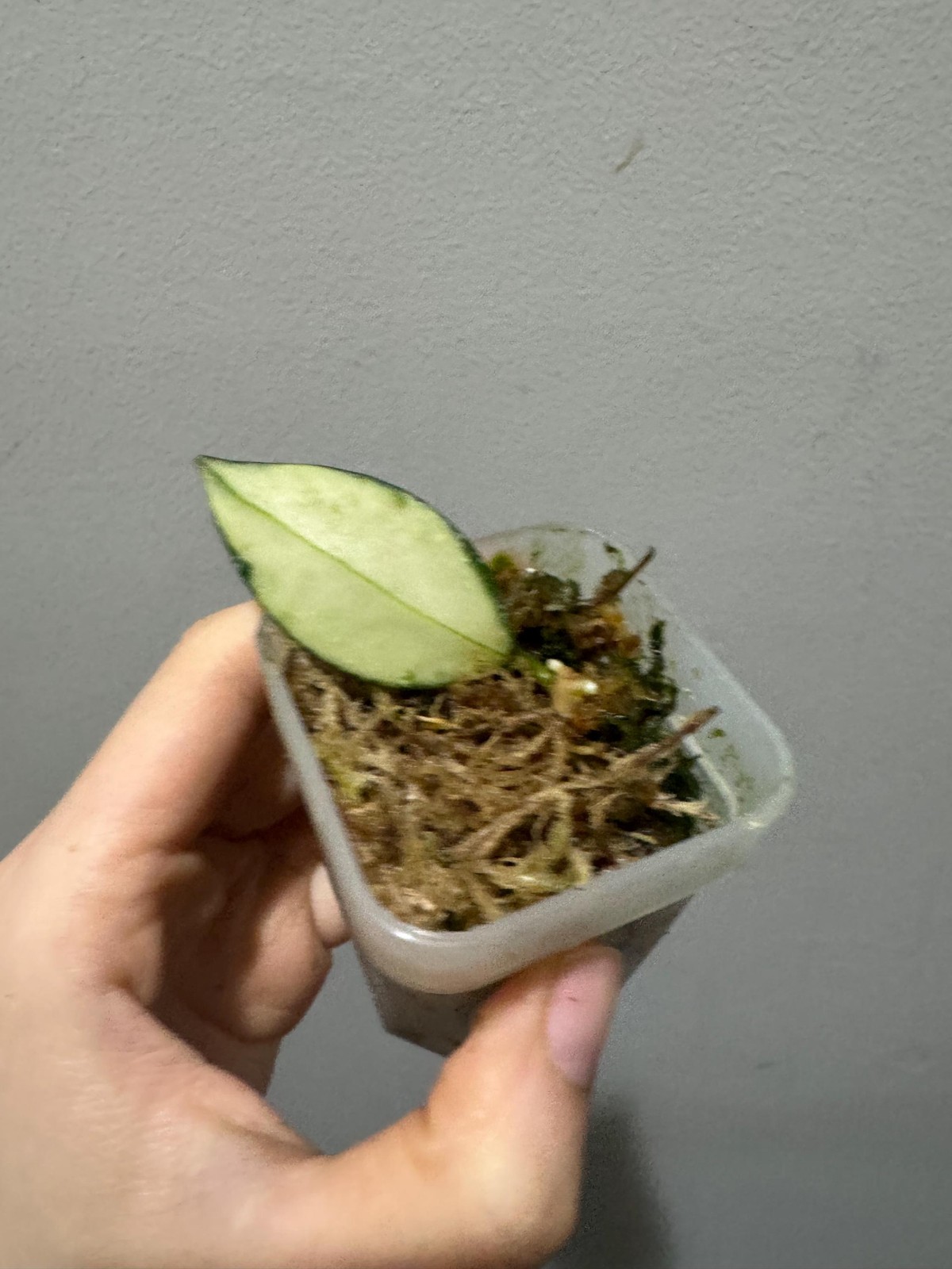 hoya Nabawanensis variegated rooted cutting active growing. Exact plant fast sh